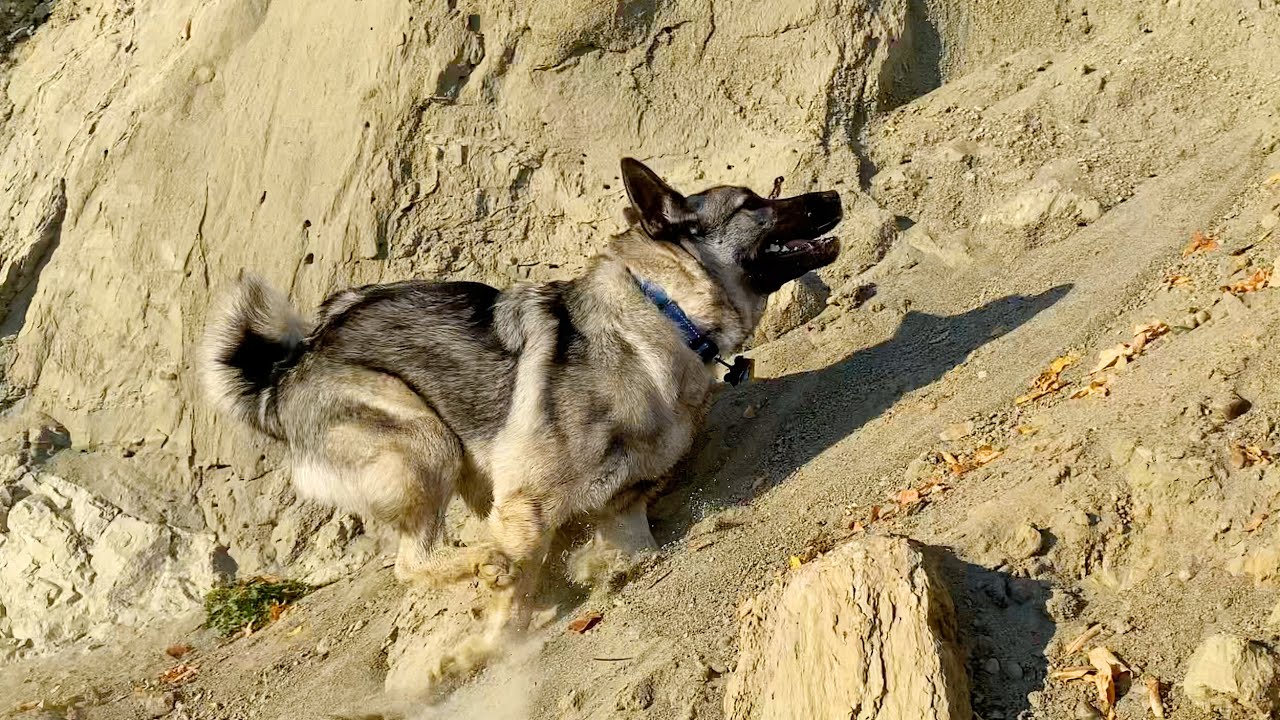 Port Williams Beach – A Norwegian Elkhound’s Playground