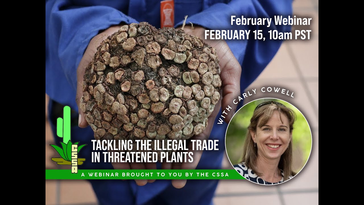 CSSA Webinar - Tackling the Illegal Trade in Threatened Plants with Dr. Carly Cowell