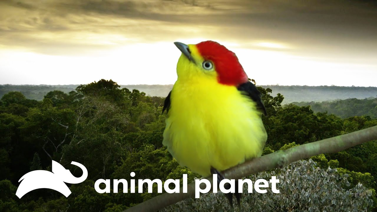 Ave rabo-de-arame macho dança para atrair a fêmea | Lei da sobrevivência | Animal Planet Brasil