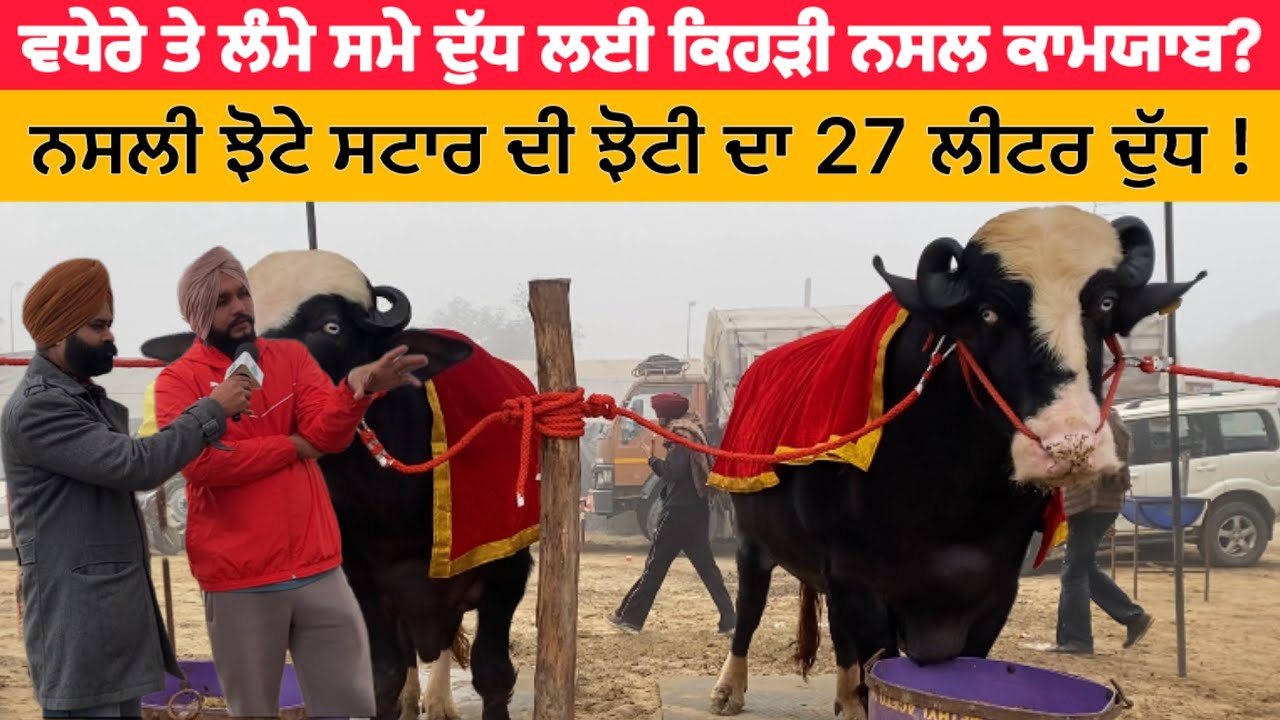 ਮੱਝਾ ਚ ਨਸਲੀ ਝੋਟੇ ਦਾ ਹੋਣਾ ਕਿੰਨਾ ਜਰੂਰੀ ,ਕਿਹੜੀ ਨਸਲ ਪੰਜਾਬ ਵਿੱਚ ਵਧੇਰੇ ਕਾਮਯਾਬ? Dairy farming in punjab 