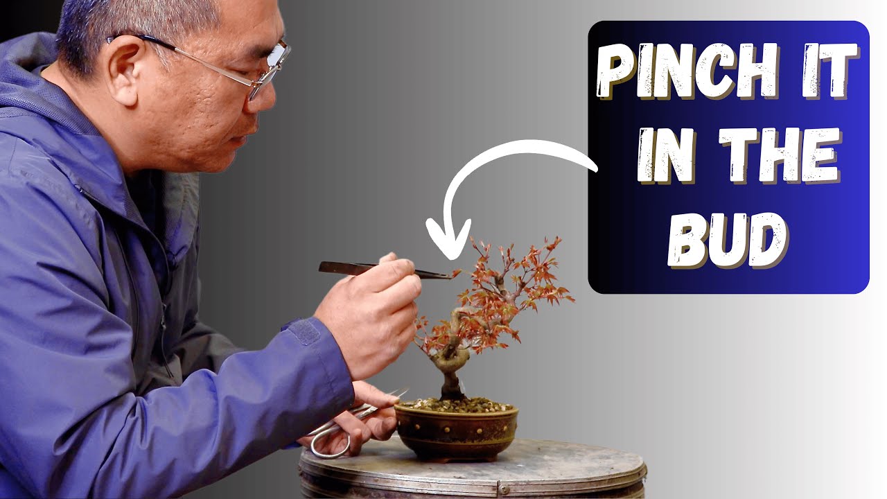 Why Pinching Makes or Breaks a Japanese Maple Bonsai