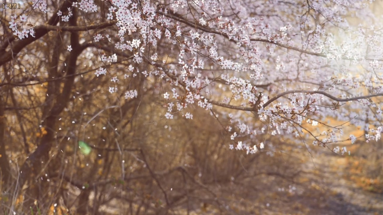 Under Falling Cherry Blossoms, A Quiet Meditation for the Soul