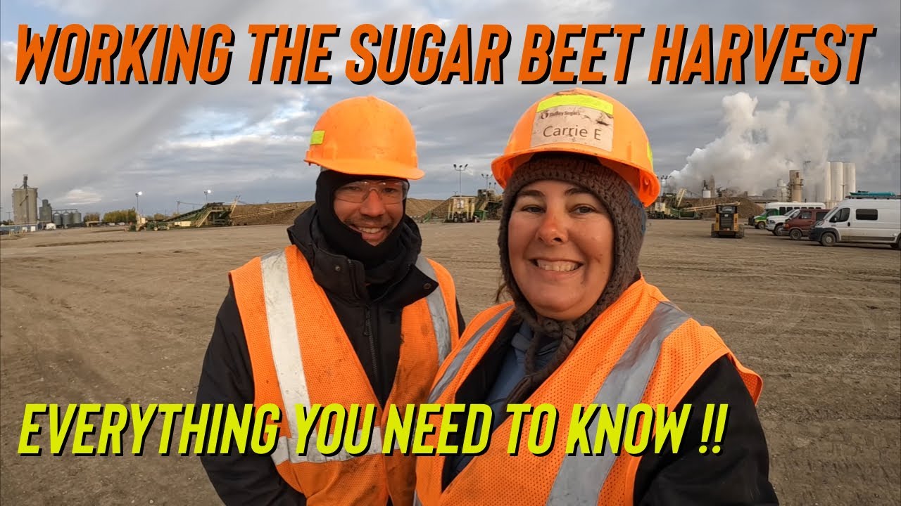 Everything you need to know about working the Sugar Beet Harvest