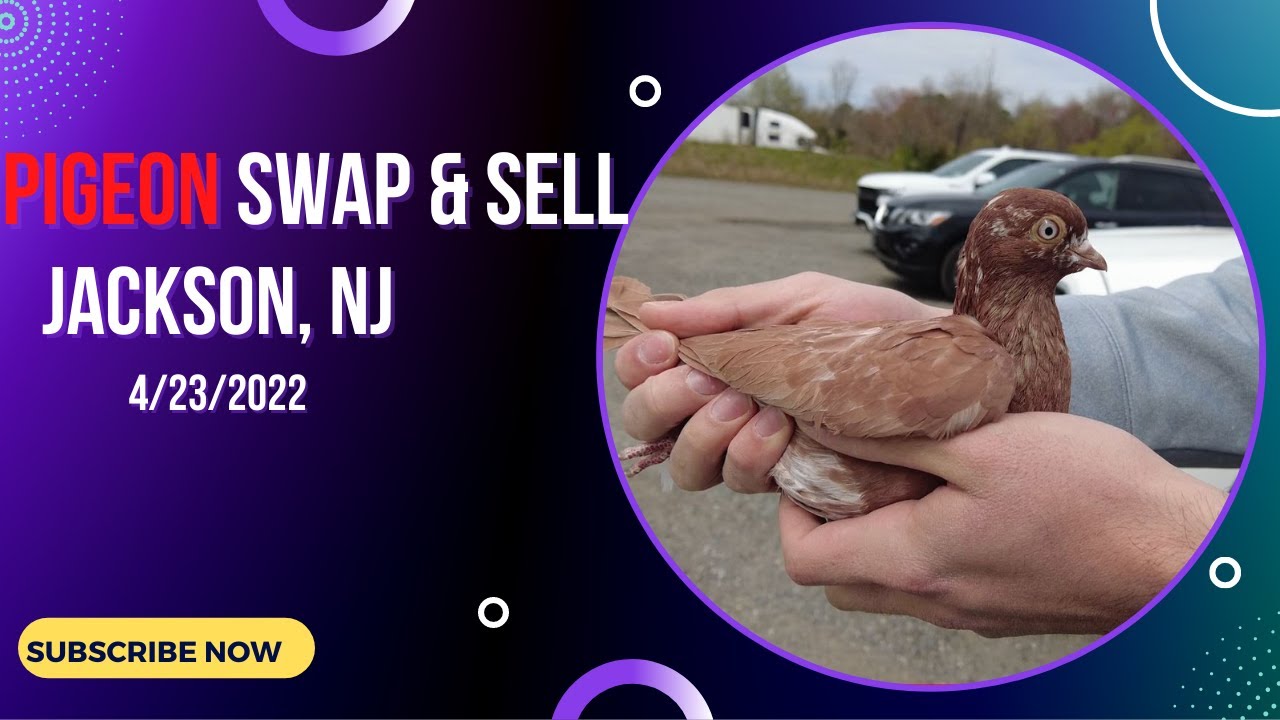 Джексон, Нью-Джерси ||PIGEON Swap & Sell (2022)||