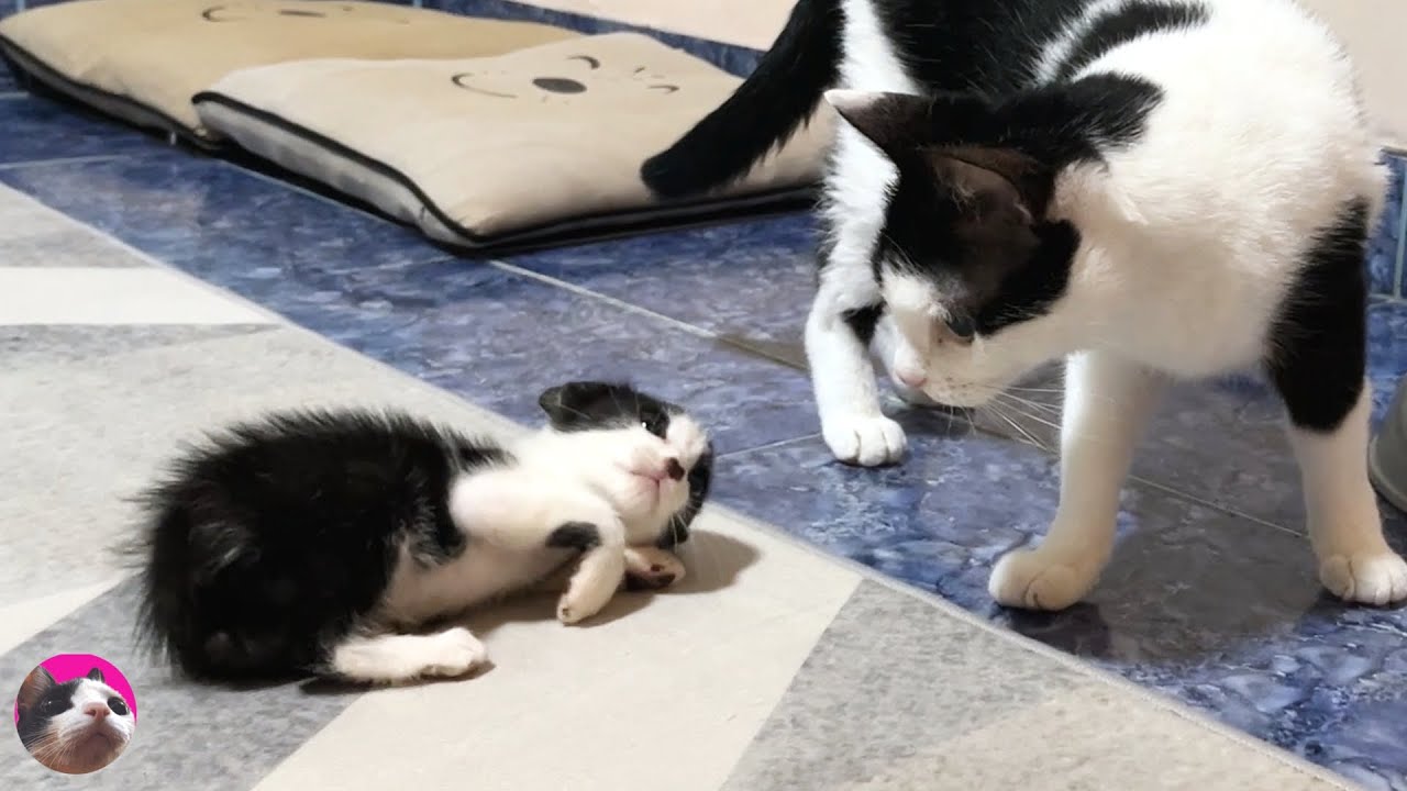 Спасенный котенок открыл свое сердце большой кошке, которую встретил впервые