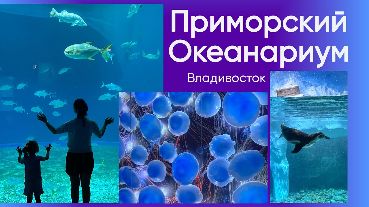 ПРИМОРСКИЙ ОКЕАНАРИУМ #приморскийкрай 
