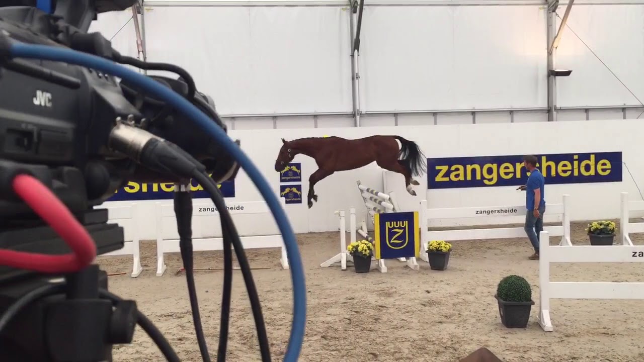 Ambassador (Andiamo) @ loosejumping Zangersheide