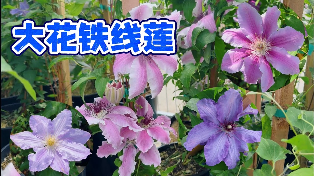 铁线莲，春季花园里的开花机器。【莎拉养花】2025年5月20日