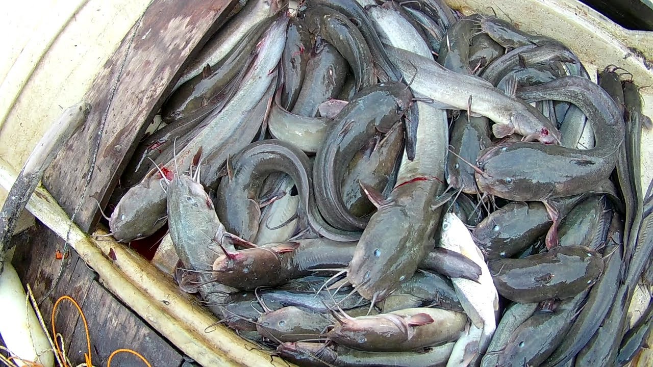 Allhamdulilah rezeki merawai ikan sembilang 22/7/2019(long line fishing)