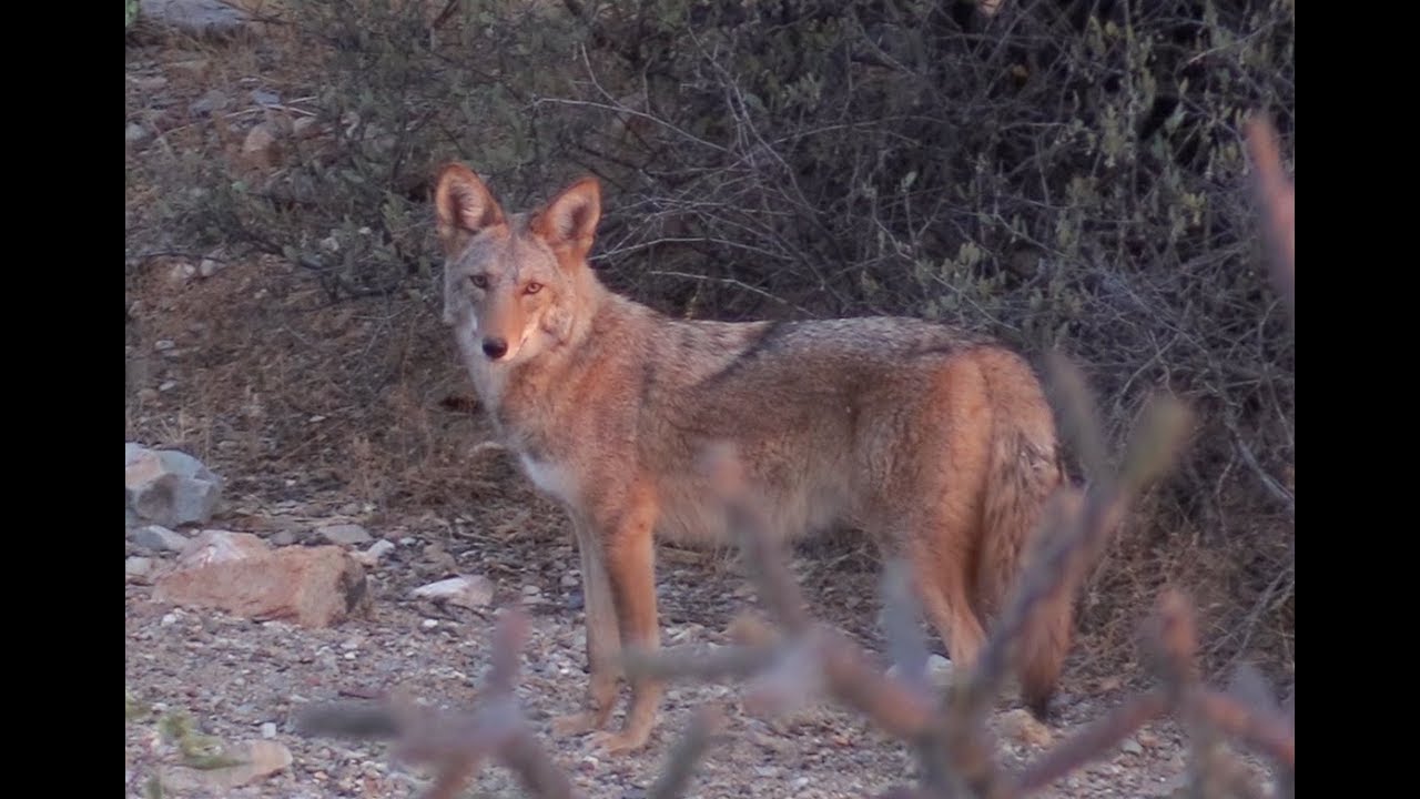 Sonoran Desert Coyotes (@coyotecams)
