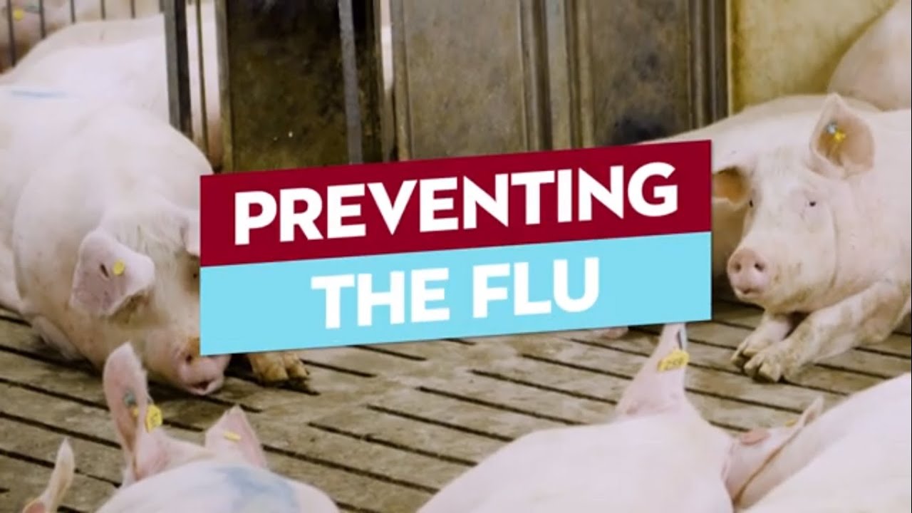 Protecting Pigs and People from the Flu