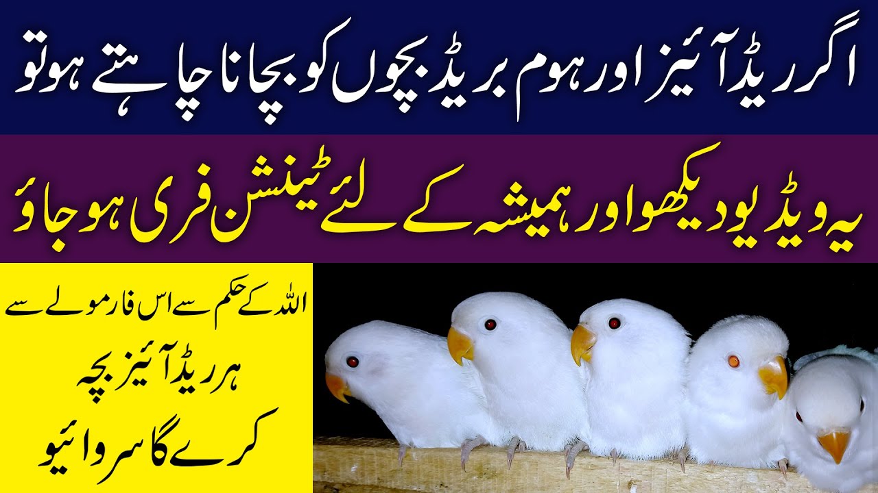 Lovebird Chicks Expire Issue | Why Albino Red Eyes Chicks Expire | Reason or Solution
