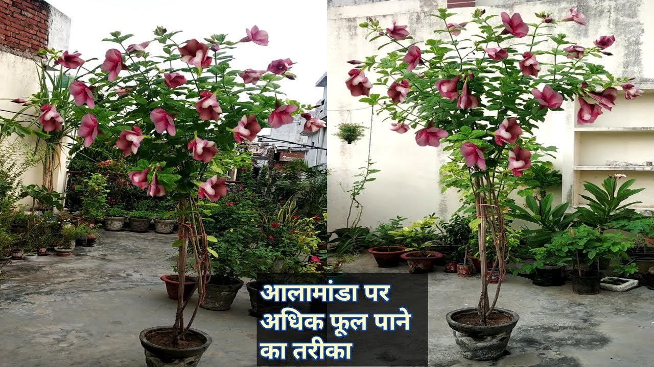 आलामांडा पर अधिक फूल पाने का तरीका/Allamanda plant care & get more flowers
