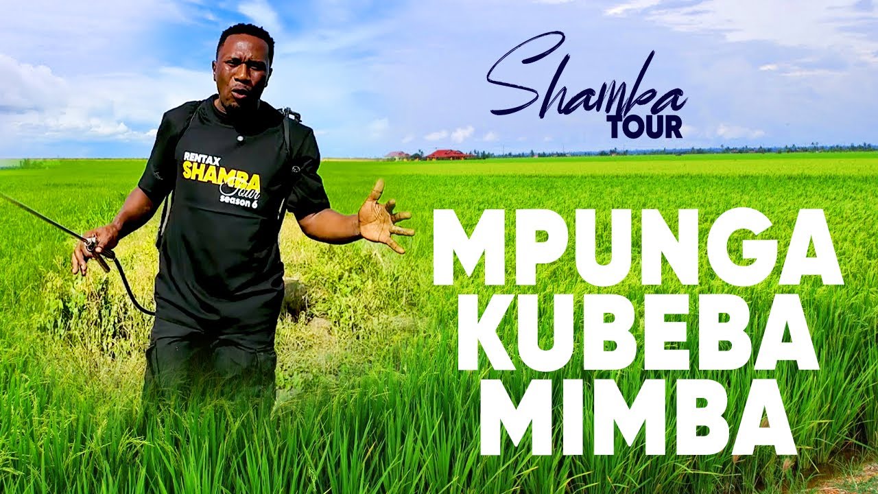 MASANJA KILIMO: KIPINDI CHA MPUNGA KUBEBA MIMBA