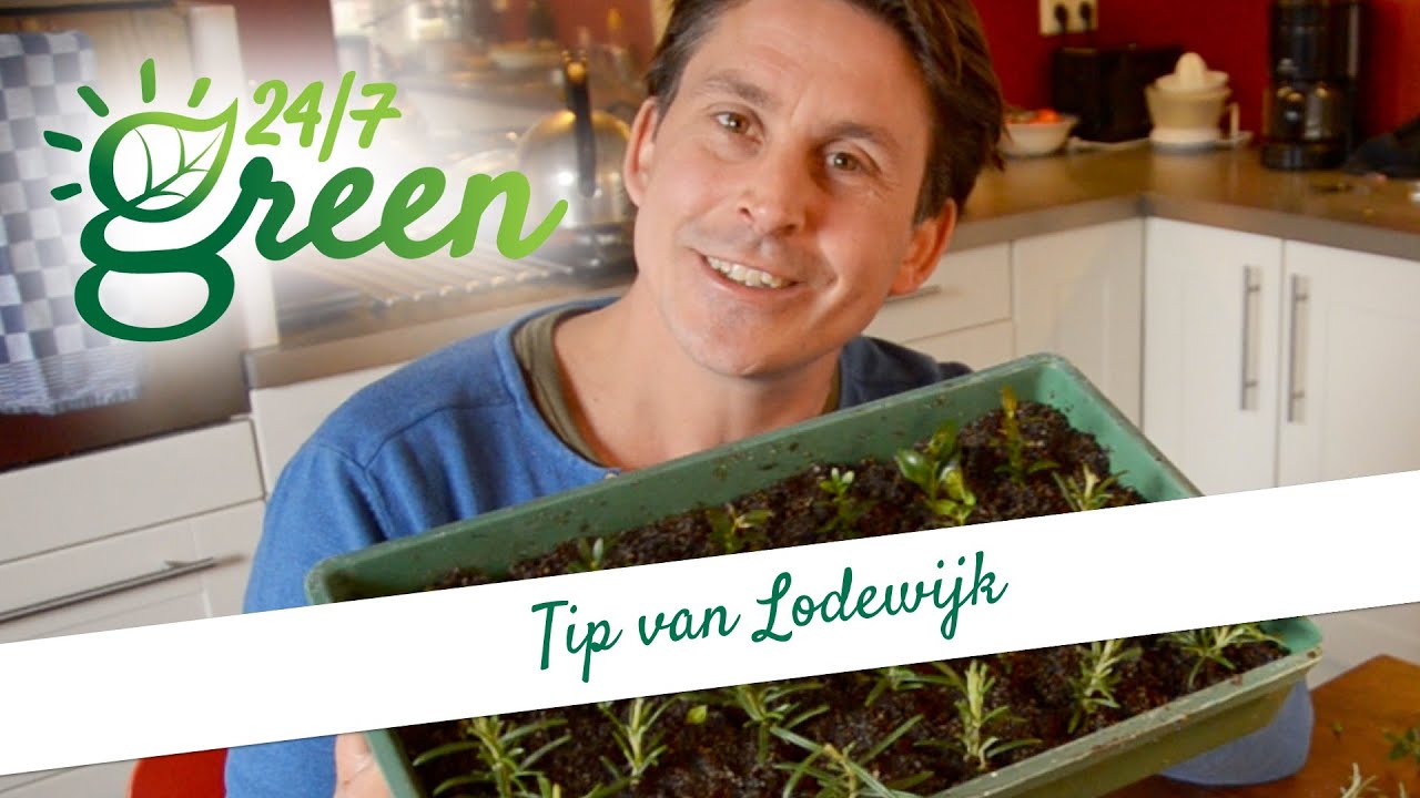 Tip van Lodewijk: Stekken