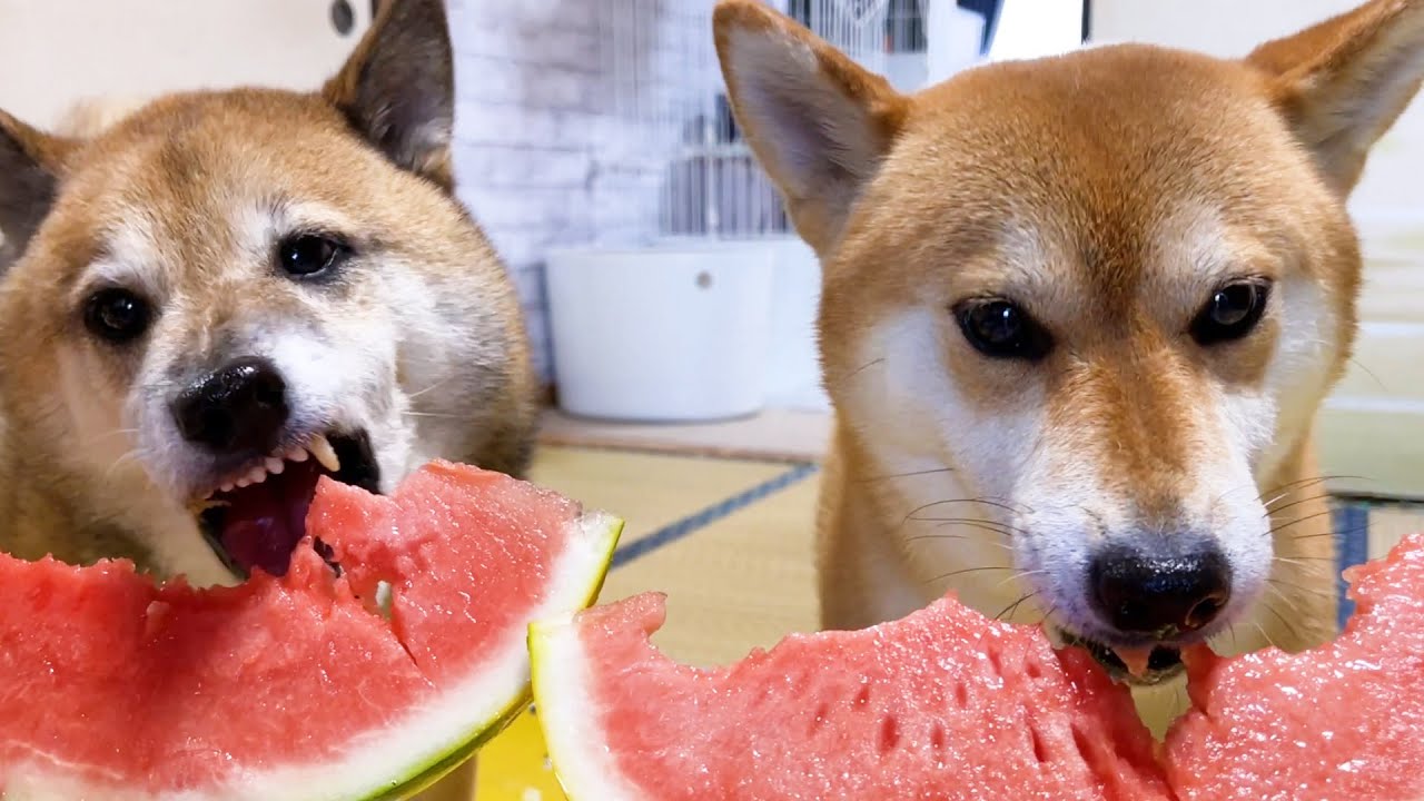 夏だ！スイカだ！柴犬大好物のスイカ♪猫ちゃん達は…