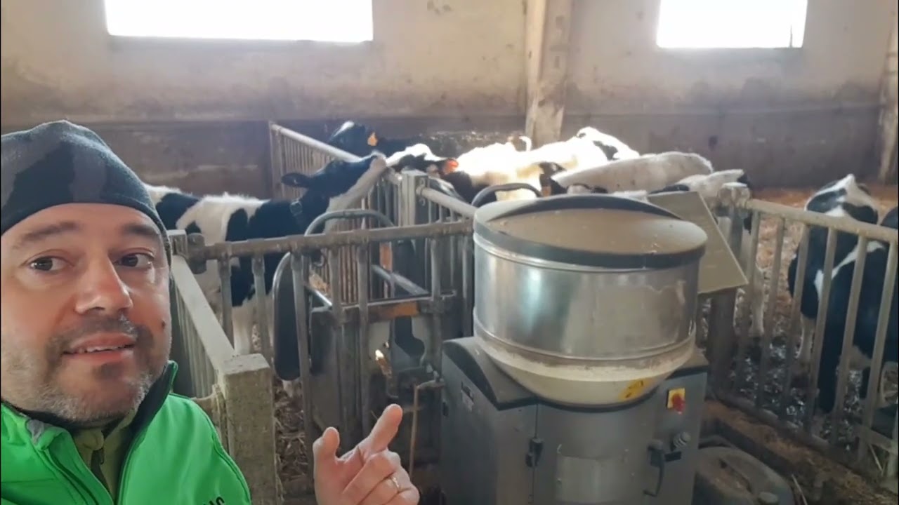 I vantaggi e i problemi della lupa per vitelli