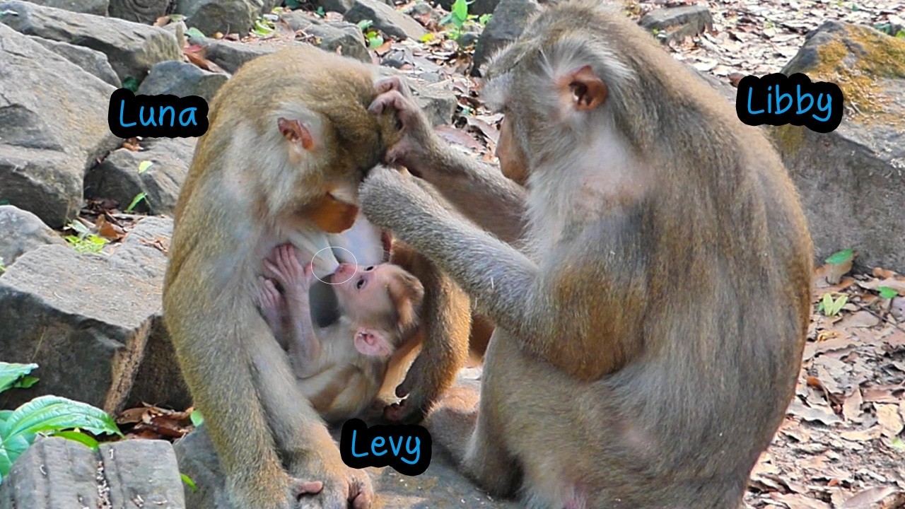 Unbelievable.. Luna breastfed Levy instead of Libby because Libby didn't have enough milk.