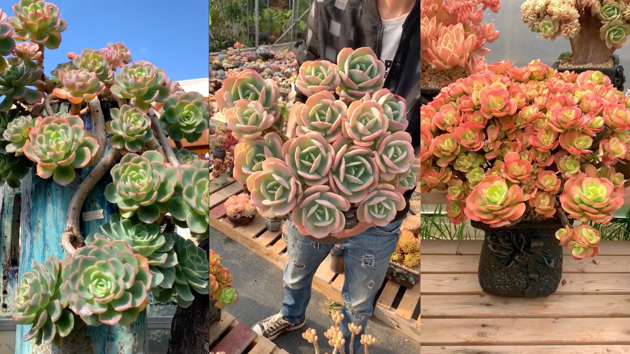 Biggest Succulents I've Ever Seen| Sen đá siêu to khổng lồ| 多肉植物| 다육이들 | Suculentas