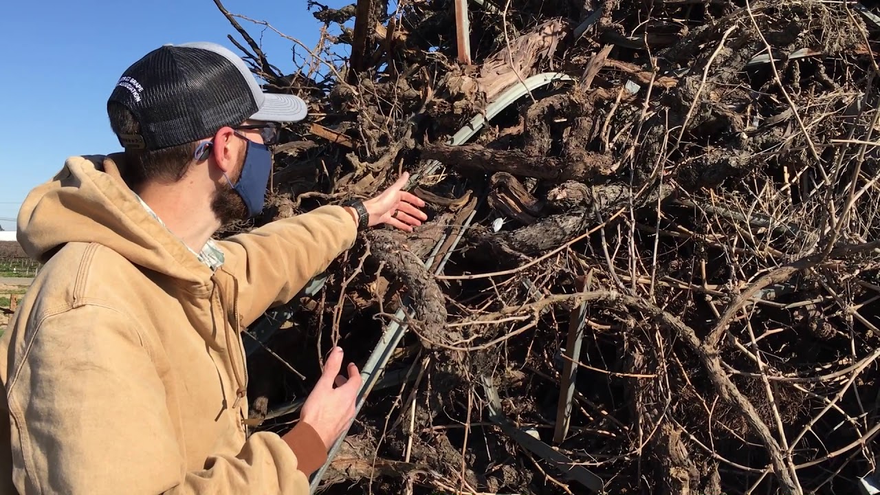 Grape growers face obstacles to vineyard removal