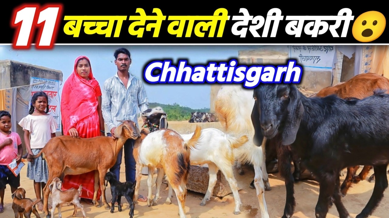 देसी अंजोरी बकरी का राज़ 🐐 | Basna Chhattisgarh की असली कहानी 😮