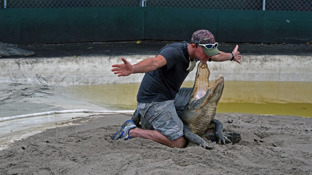 Fort Lauderdale - GatorBoys Alligators Rescue Show (Royal Princess Excursion)