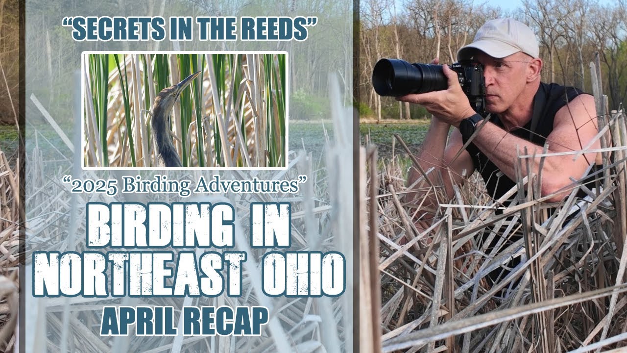 2025 Birding Adventures in Northeast Ohio - April Recap - Secrets in the Reeds