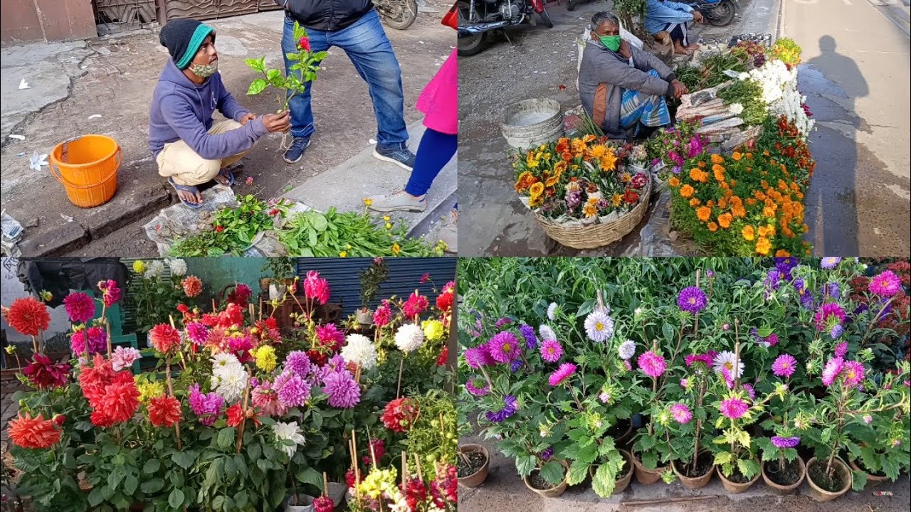 Kolkata Flower Plants Market Visit || Current Prices Of Flower Plants || Tala Haat In West Bengal