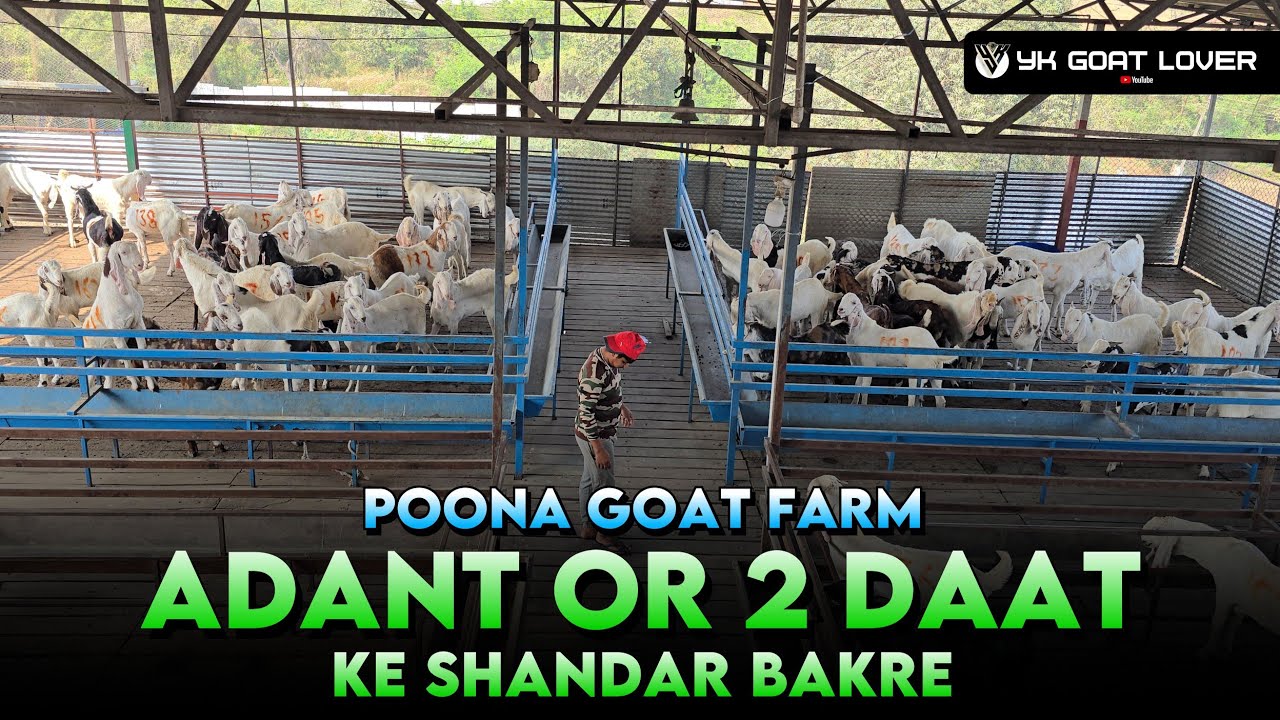 Adant or 2 daat ke Shandar Goats I Goat Farming Training I Poona Goat Farm I YK Goat Lover