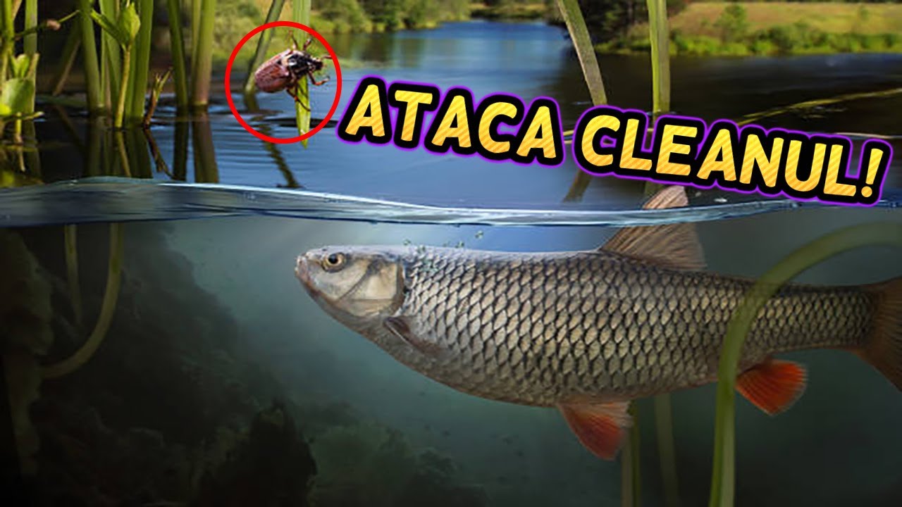 Pescuit dupa CLEAN pe râurile Sabar și Ciorogârla(aproape de București)