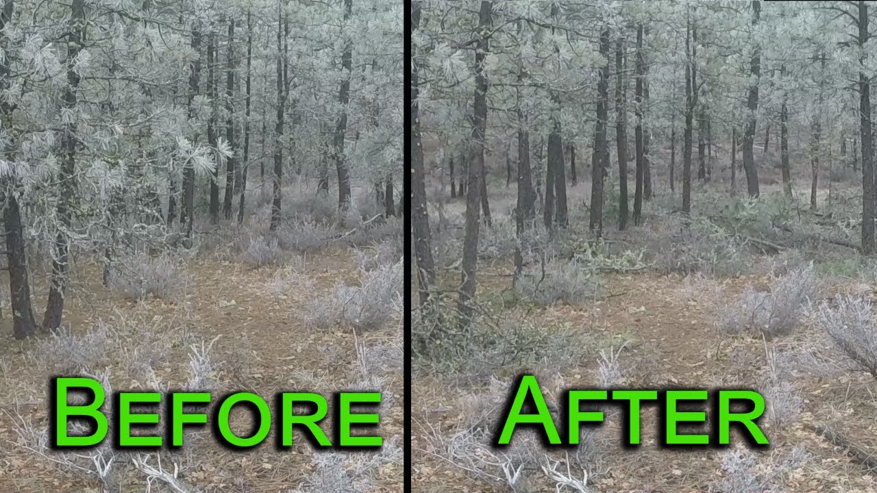 A day thinning trees on the property