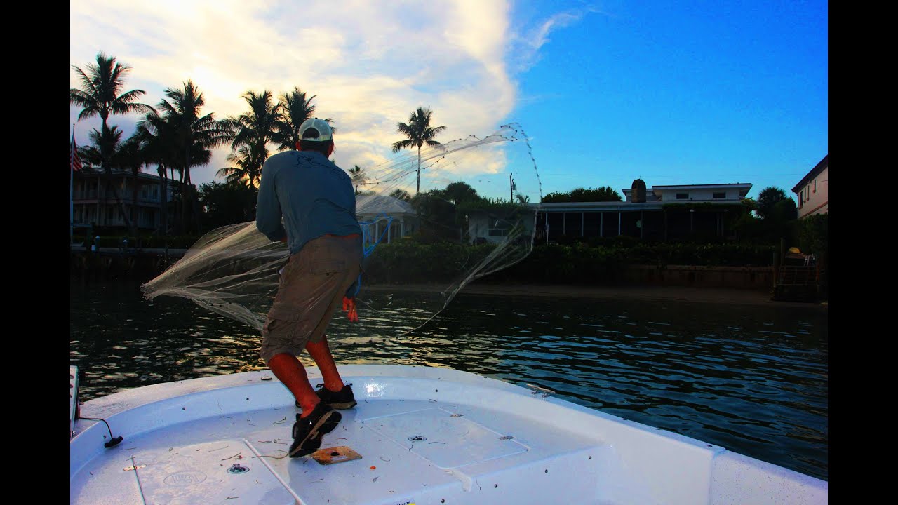 CAST NETTING WILD GOLDEN SHINERS! OVER 500 IN 1 THROW!!!