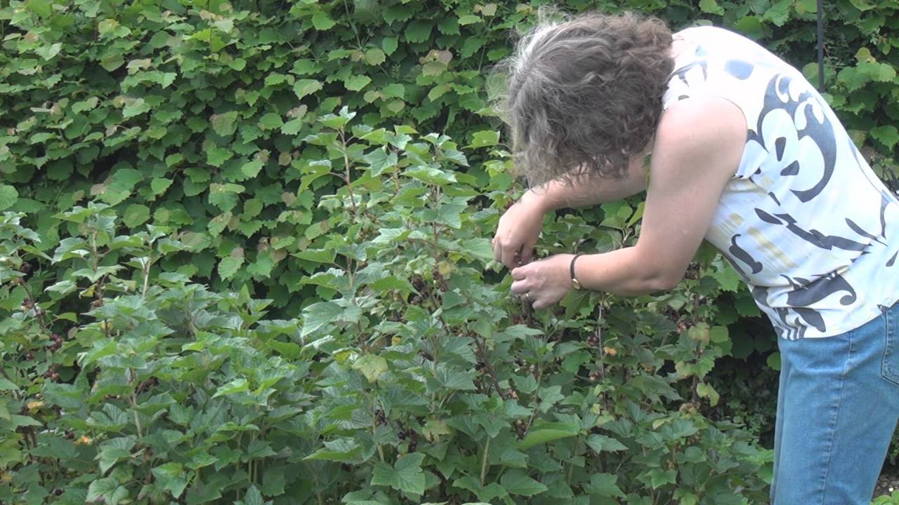 Titli's Busy Garden 2012 Week 26 - First Fruit