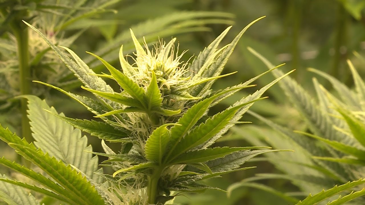 A first look inside River Valley Relief cultivation facility in Fort Smith