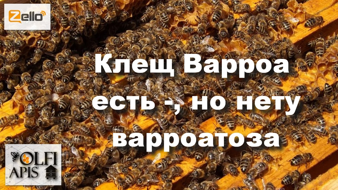 #клещ_варроа есть -, но нету варроатоза !!!