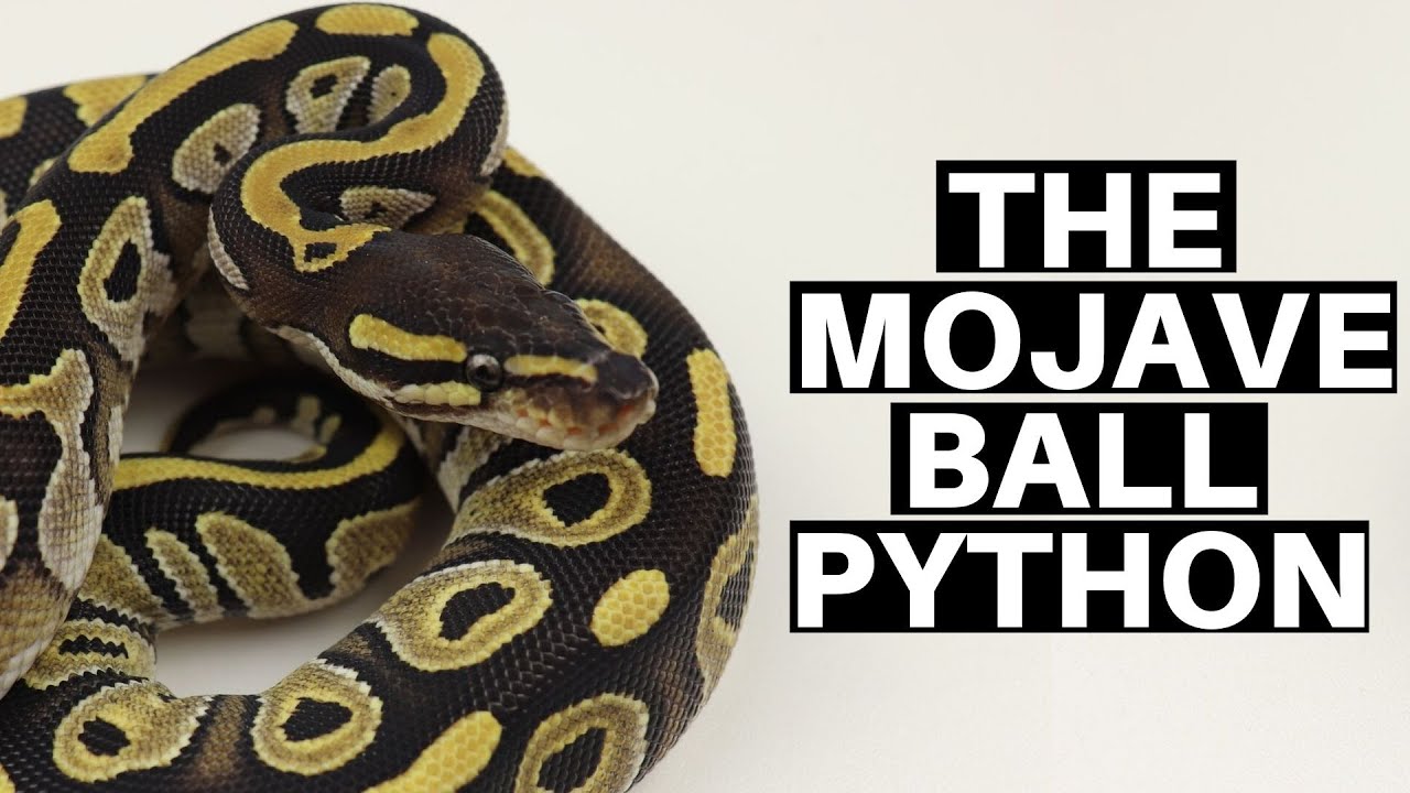 Morph Guide #2: The Mojave Ball Python - Benjamin's Exotics