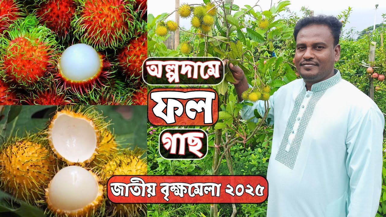 অল্পদামে ফল গাছ চাঁদনী নার্সারিতে | জাতীয় বৃক্ষ মেলা ২০২৫-Brikkho Mela 2025 | Gardening Bangladesh