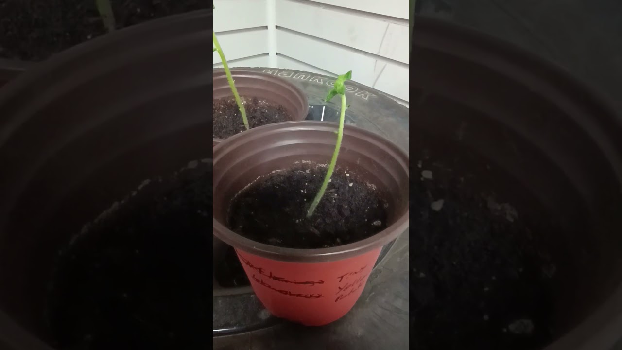 Tiny seed potatoes from earlier video  growing 