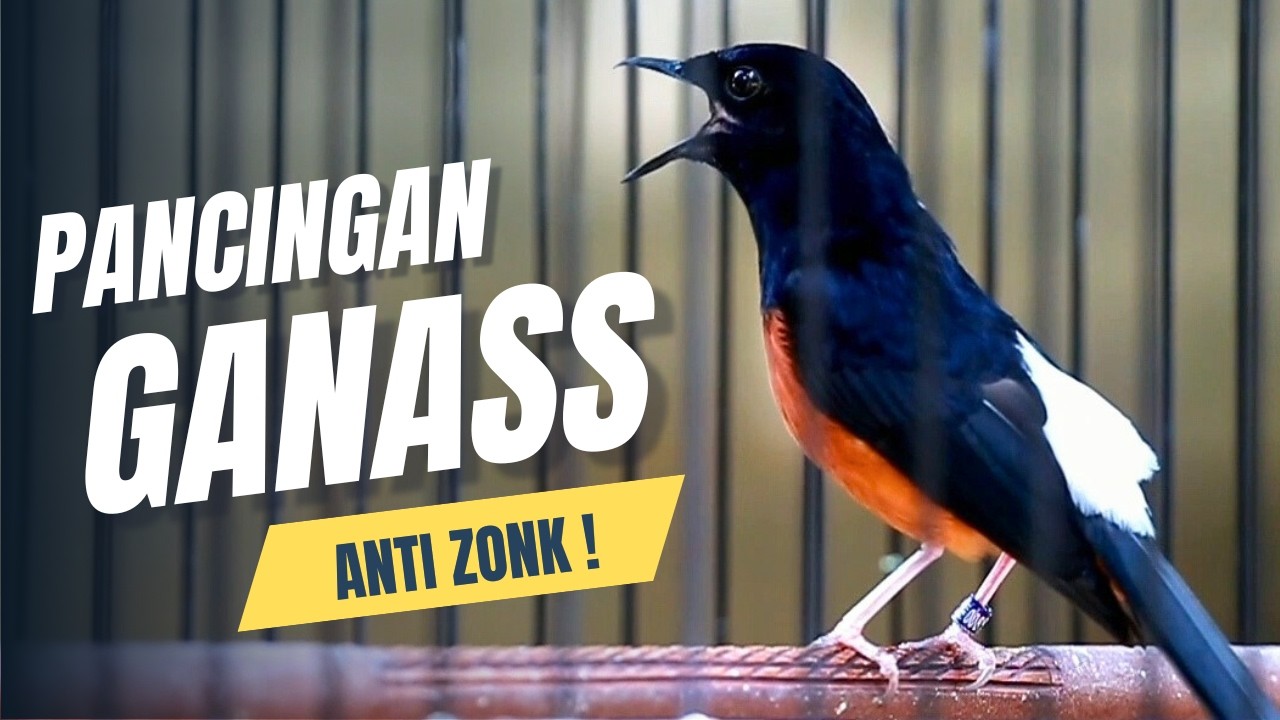 MURAI BATU GACOR FULL ISIAN TEMBAKAN MEWAH SANGAT AMPUH MELATIH MURAI BATU EMOSI BONGKAR ISIAN