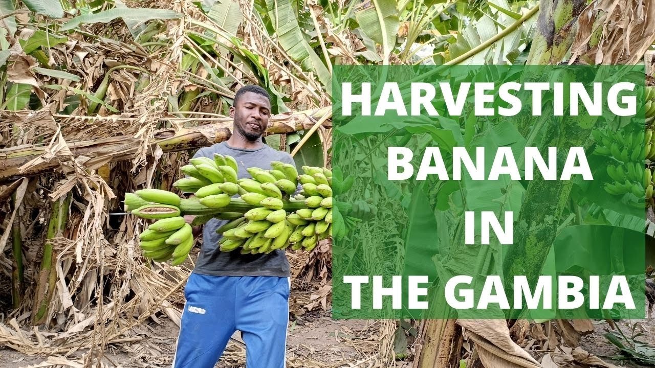Havesting Banana on our Farm in the gambia - Nice Gambia