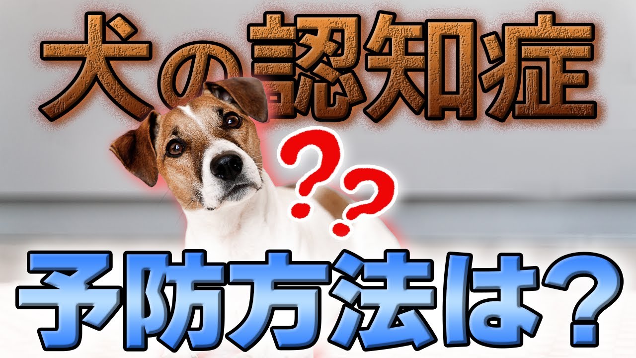 【犬の豆知識】認知症と予防について