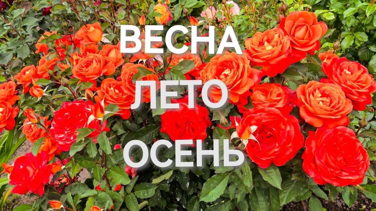 Великолепные многолетники