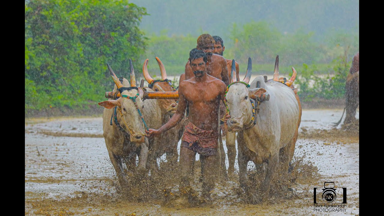 ഊർച്ച കർഷകരുടെ നിലമൊരുക്കാനുള്ള ഉത്സവം മാനുപ്പ സംസാരിക്കുന്നു kalapoot kerala