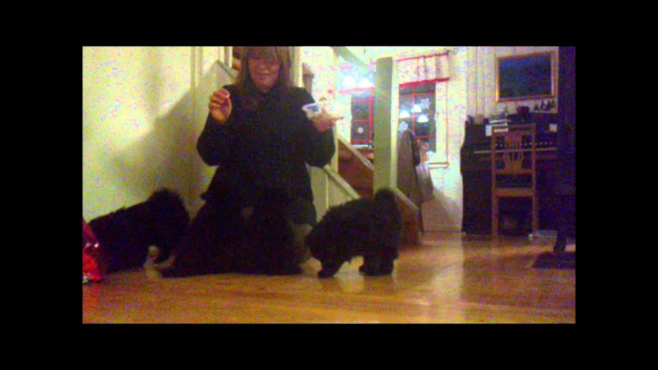 SVENSK LAPPHUND