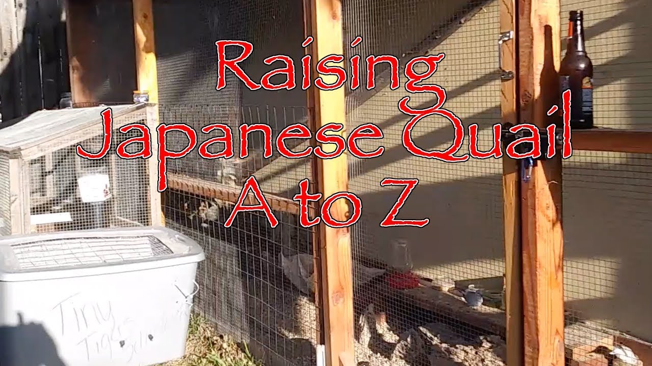 Raising Quail A-Z - Tour of Our Quail Pens