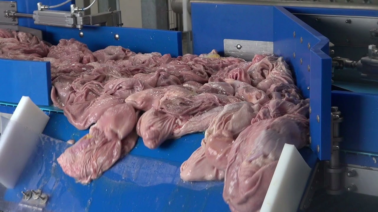 Pork Stomachs Production with LC50 - Stomaco Suino con LC50