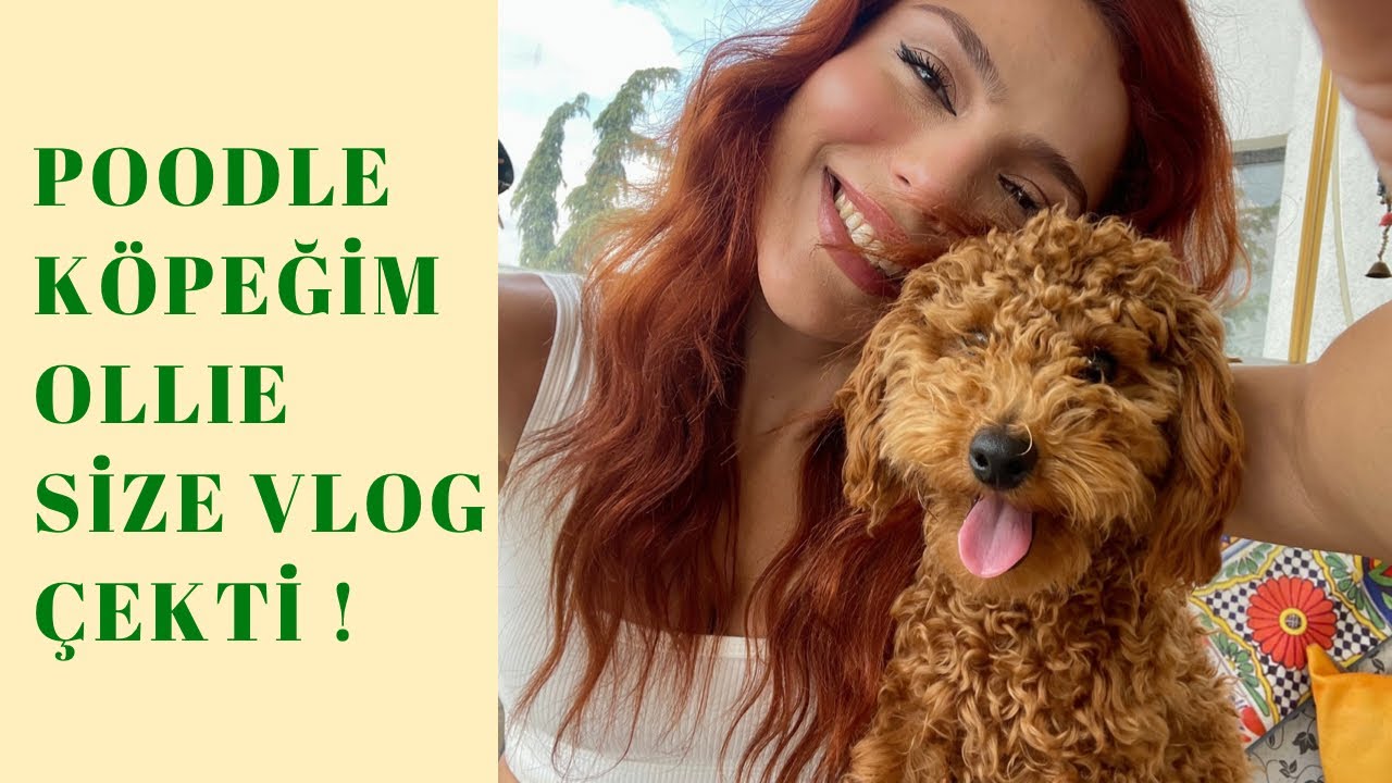 Toy Poodle Köpeğimden Seslendirmeli İlk Vlog !