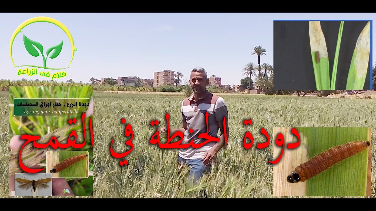 دودة الحنطه في محصول القمح