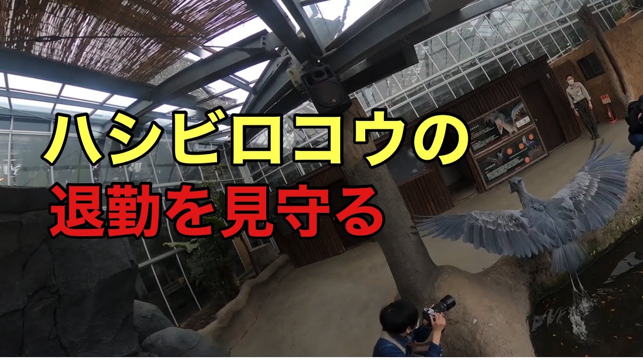 ハシビロコウの退勤を見守る動画 Shoebill