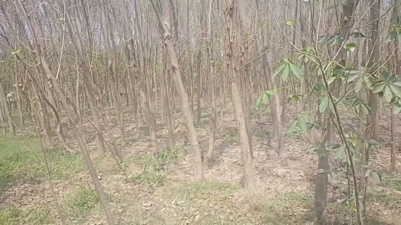 Italian poplar plants Punjab contact for nursery 03120151856